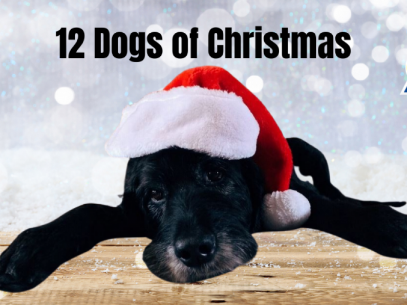 12 Dogs of Christmas 2020