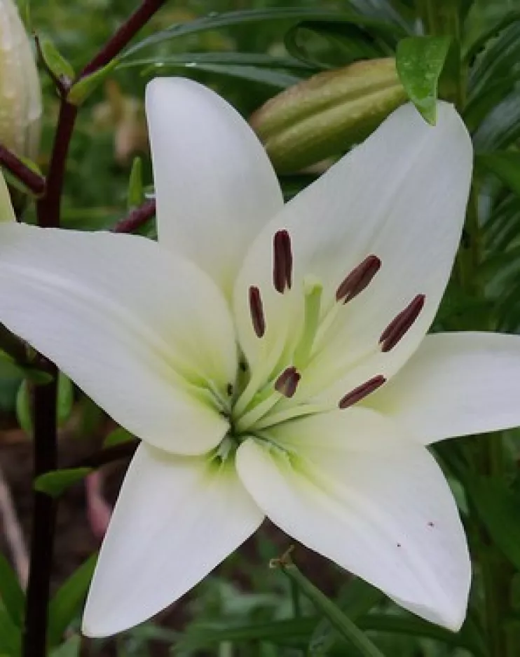 Lily May O'Dwyer, Ballyverneen, Glenmore, Kilkenny