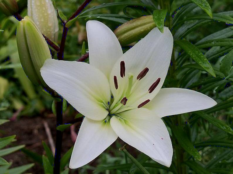 Lily May O'Dwyer, Ballyverneen, Glenmore, Kilkenny