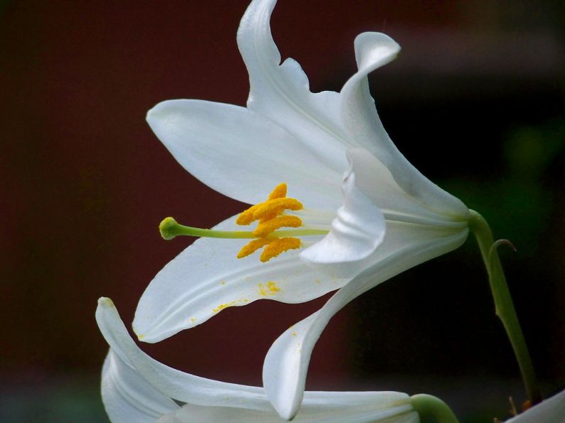 Eileen Daly nee Quirke, Ballyheaphy, Araglen