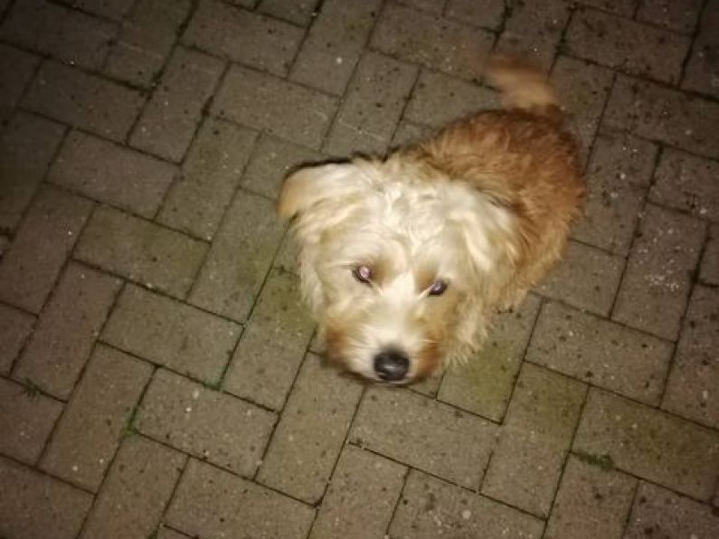 Found: Medium,  dark blonde terrier in Butlerstown area.