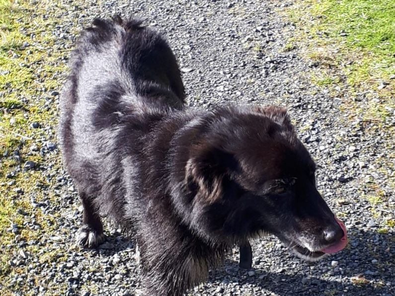 Lost: a black and white collie