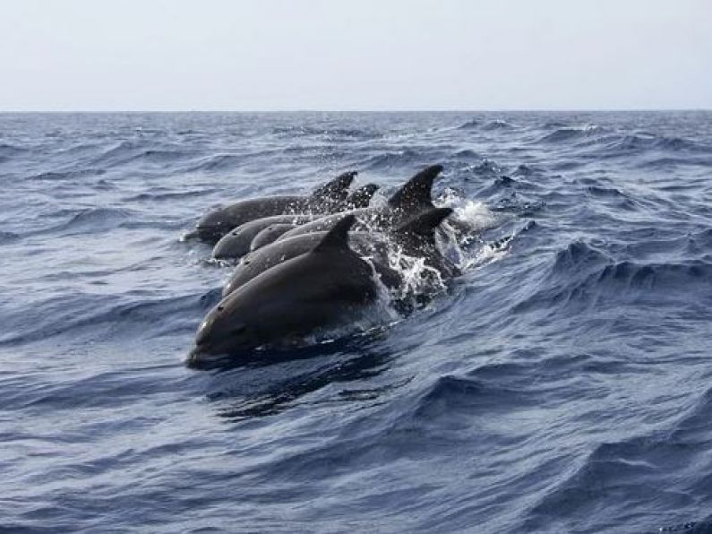 Dolphins refloated off Woodstown beach.