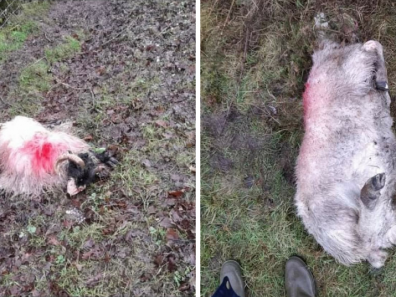 Farmer's horror after attack leaves 20 sheep dead