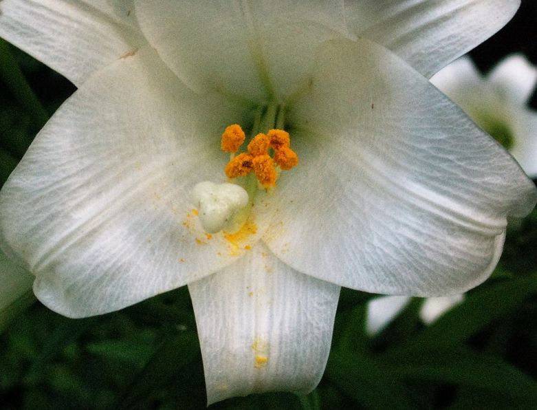 The death has occurred of Bernadette (Detty) Hassett, Carriglea Cairde Services and formerly of Coolnahorna, Rathgormack, Waterford.