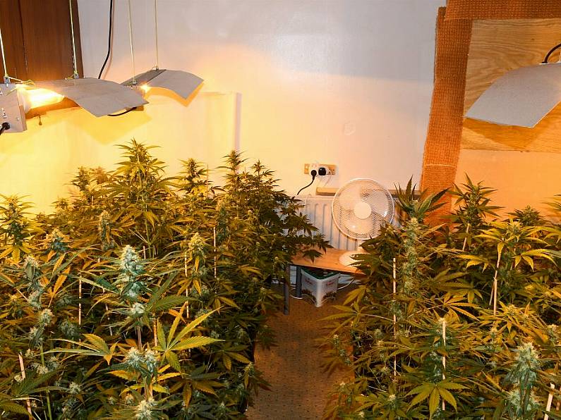 Cannabis grow house discovered in Lismore Park