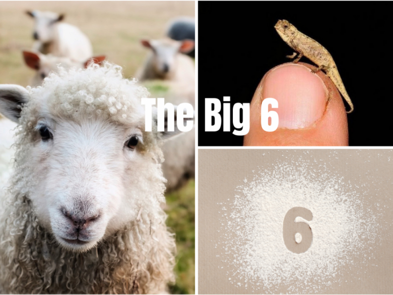 The Big 6 - Friday 5th February