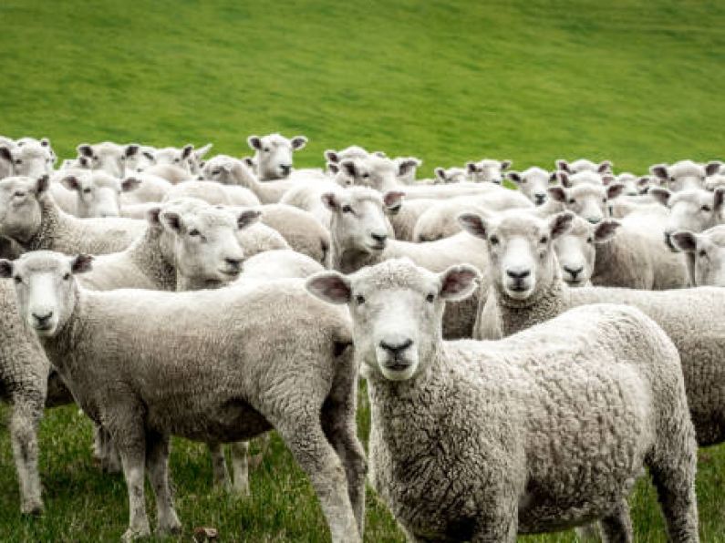 Waterford farmer devastated by latest dog attack on sheep flock