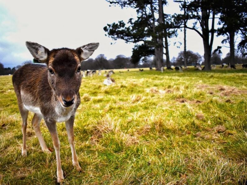 Over 2,500 deer culled in Waterford of the 44,000 culled nationwide, according to NPWS