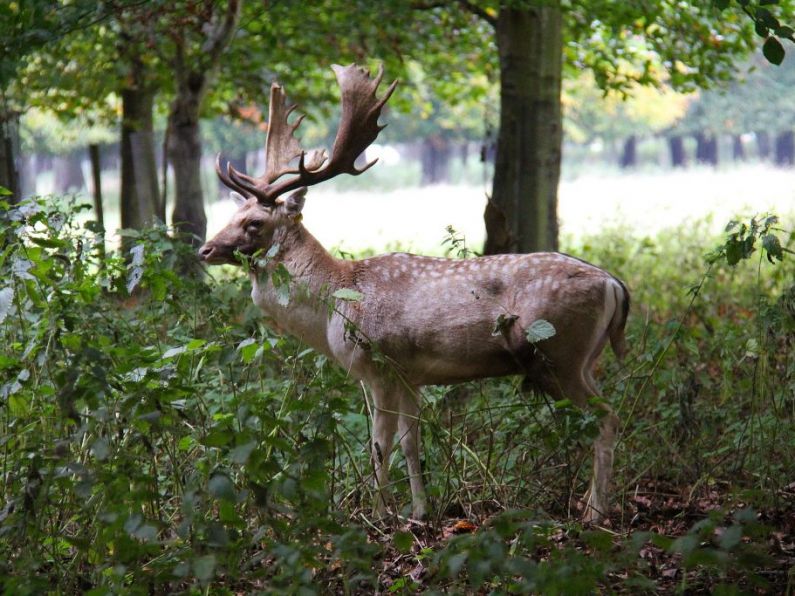 Oh deer: Farmers call for severe cull as population increases in Waterford