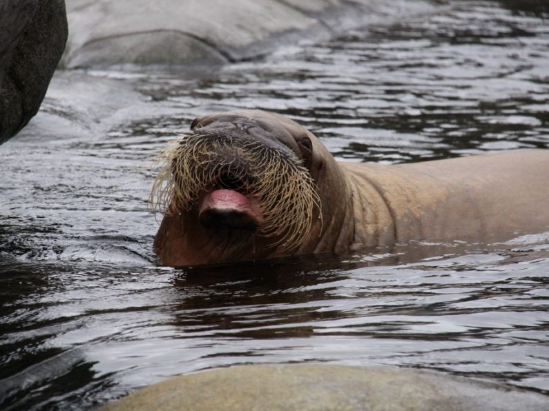 Walrus-Watch: Kerry Arctic walrus spotted in Wales