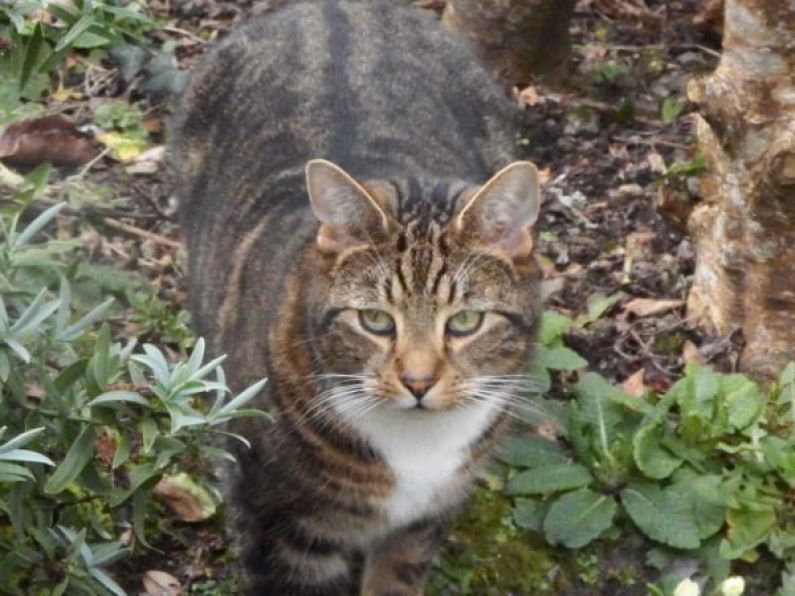 Missing: Male tabby Cat