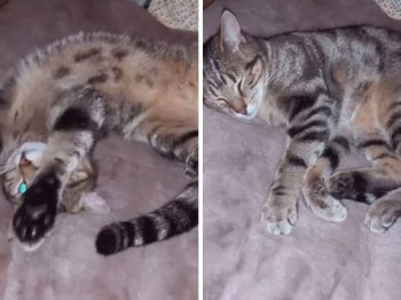 Lost: a 1yr old grey and black tabby cat