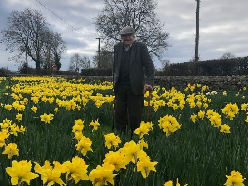 James O'Halloran: Mooncoin's man for daffodils