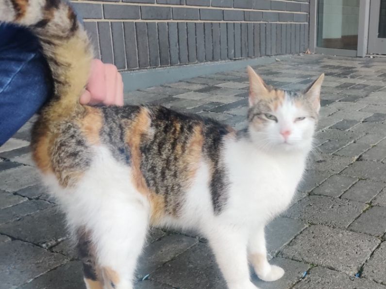 FOUND: Small cat in the Ardkeen area