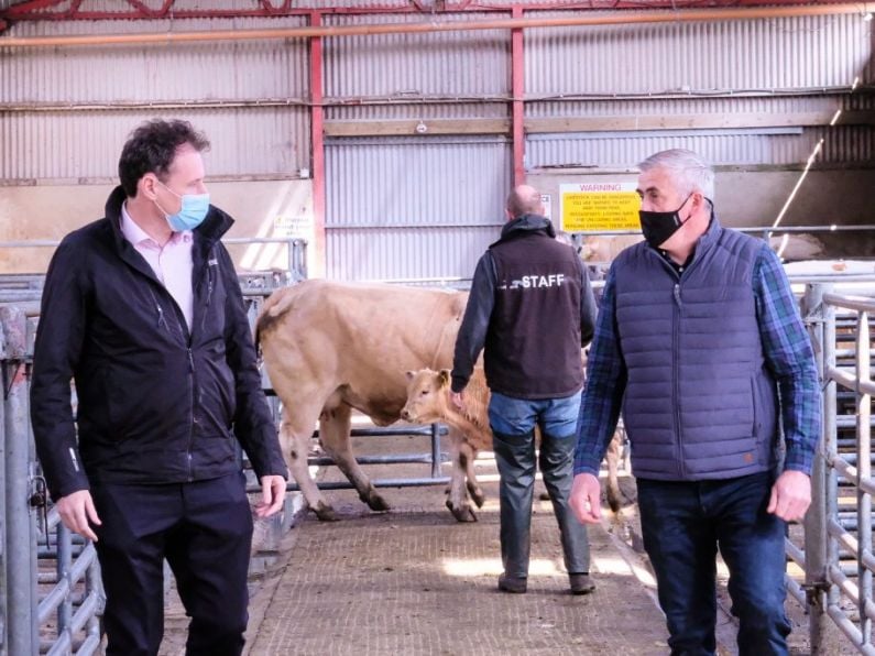 Farmers were 'singing in the door' of Waterford-New Ross Mart as ringside sales resume