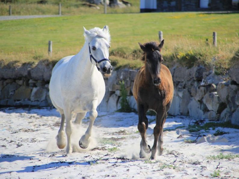 Two Connemara ponies to make Aras an Uachtarin their home