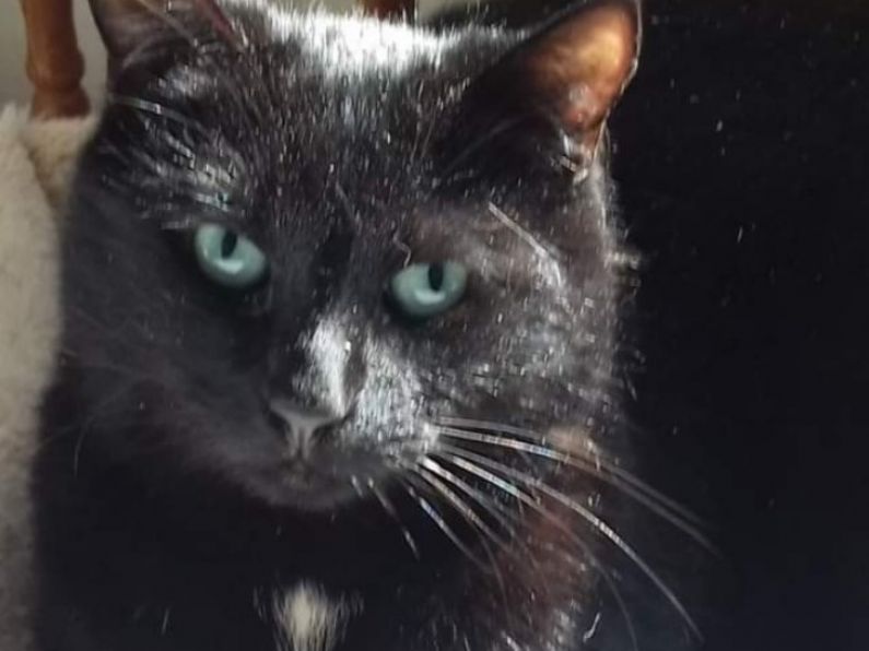 Lost: a black cat