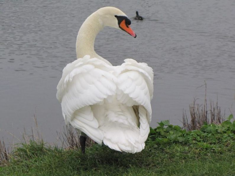 Bully swan blamed for death of two cygnets on Tramore pond