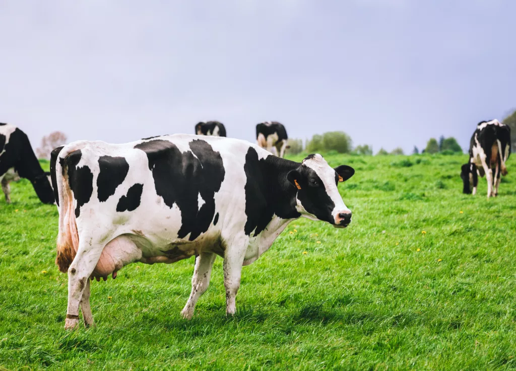 Fitzgerald's Open-Source Dairy Farm, Portlaw