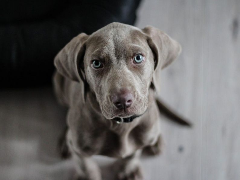 Irish dogs stranded in 'no man's land' of illegal advertising and sales