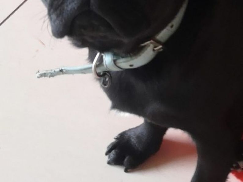 Lost: Black pug