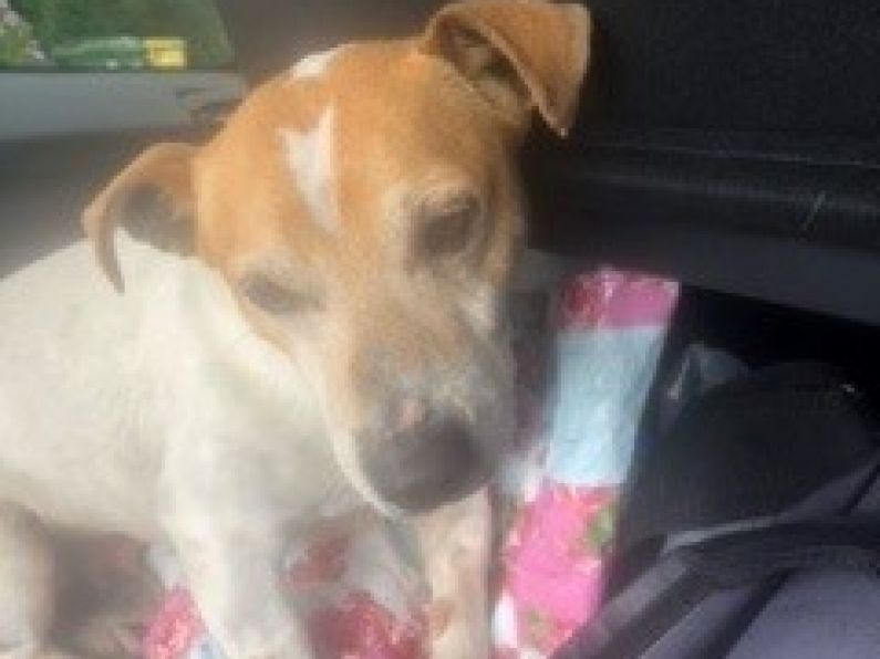 Found: Brown and White Jack Russell found in Dungarvan