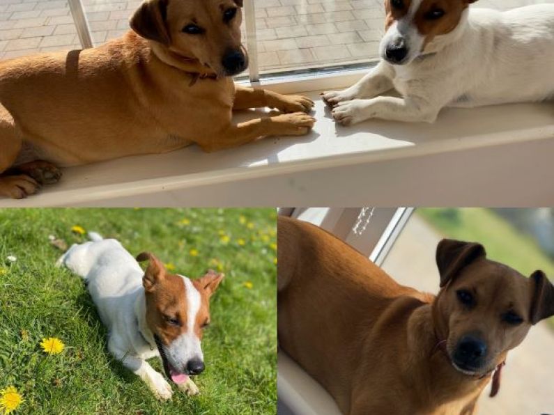 Lost: two Jack Russell dogs