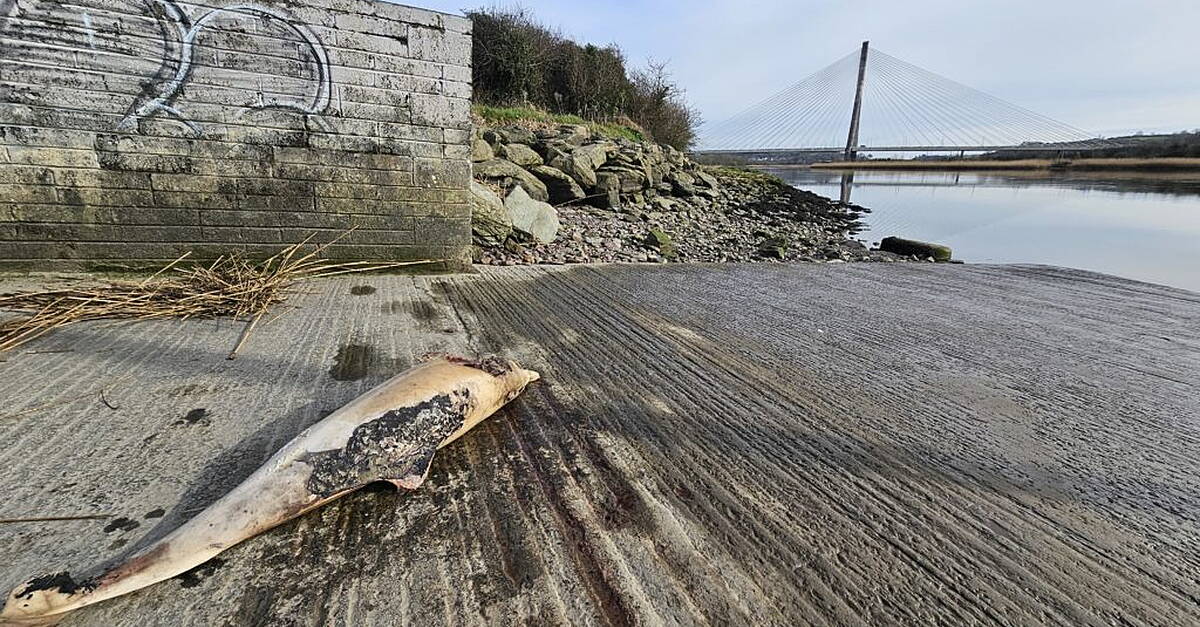 Large dolphin found washed up by River Suir - Vimarsana News
