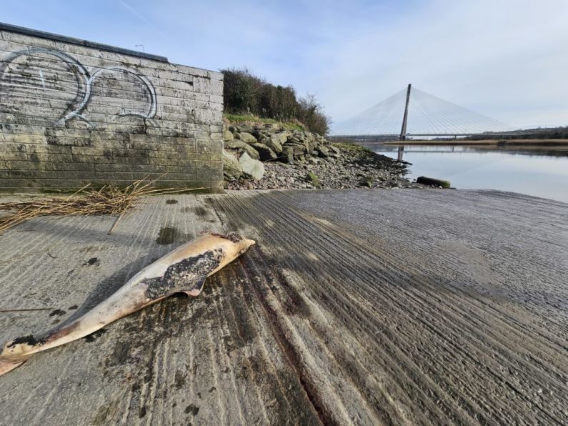 Large dolphin found washed up by River Suir