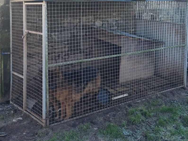 Nineteen dogs seized by police following search in Limerick