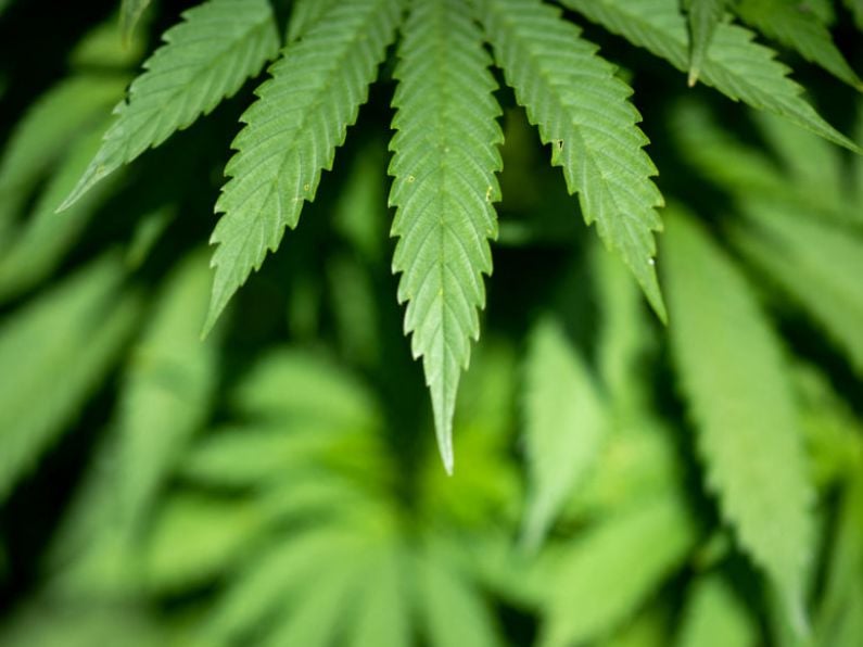 Oireachtas committee recommends 'cannabis clubs' legislation